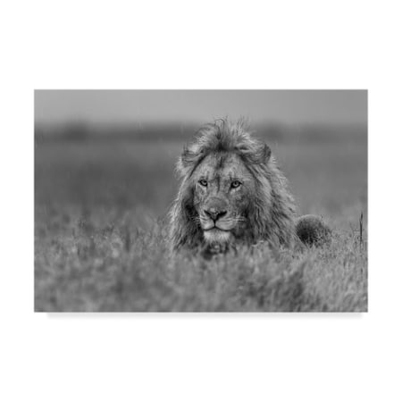 Giuseppe Damico 'Lion' Canvas Art,12x19